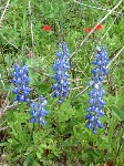 Texas Bluebonnets