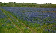 Field of Texas Bluebonnets